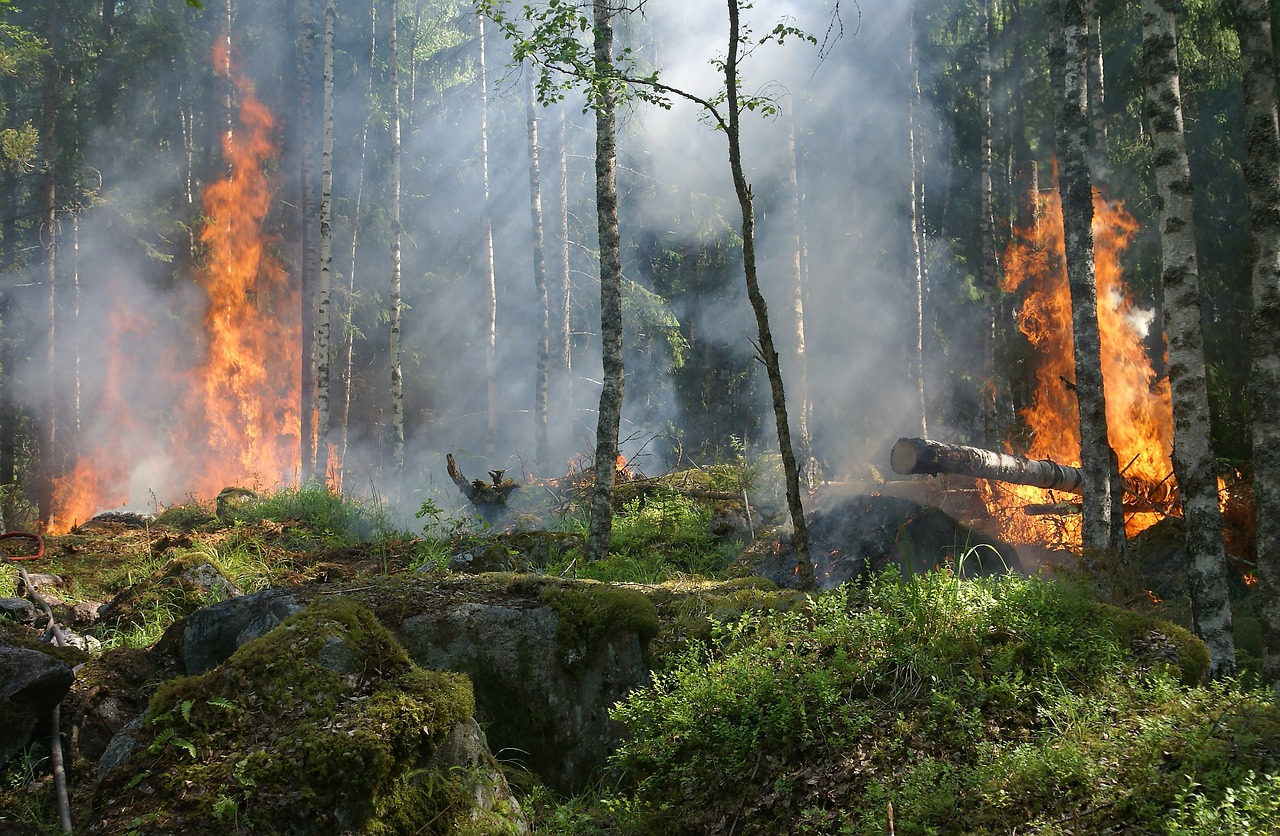 Wild Fires, Forest Fire Smoke